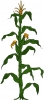 Sweet Corn (Seed)
